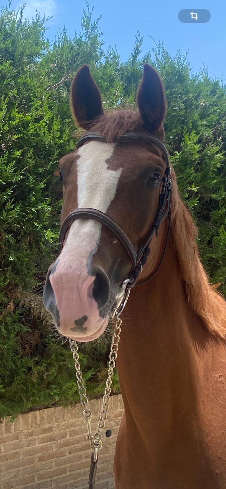 horse